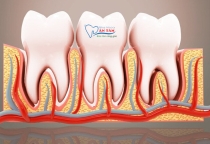 NHA KHOA BẢO TỒN - CHÂN RĂNG LÀ GÌ? VAI TRÒ CỦA CHÂN RĂNG NHƯ THẾ NÀO?