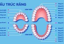 NHA KHOA BẢO TỔN - ĐỜI SỐNG VÀ QUÁ TRÌNH PHÁT TRIỂN CỦA RĂNG  NHA KHOA BẢO TỔN - ĐỜI SỐNG VÀ QUÁ TRÌNH PHÁT TRIỂN CỦA RĂNG
