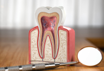 NHA KHOA BẢO TỒN - CẤU TẠO RĂNG VÀ MÔ QUANH RĂNG NHA KHOA BẢO TỒN - CẤU TẠO RĂNG VÀ MÔ QUANH RĂNG