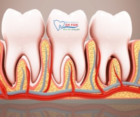 NHA KHOA BẢO TỒN - CHÂN RĂNG LÀ GÌ? VAI TRÒ CỦA CHÂN RĂNG NHƯ THẾ NÀO?