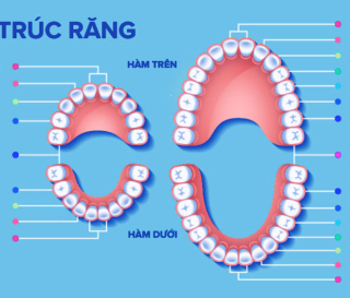 NHA KHOA BẢO TỔN - ĐỜI SỐNG VÀ QUÁ TRÌNH PHÁT TRIỂN CỦA RĂNG 