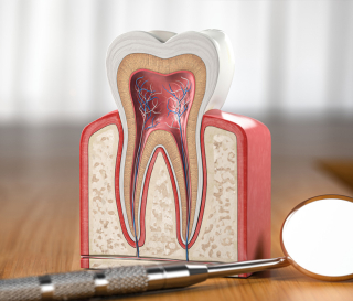 NHA KHOA BẢO TỒN - CẤU TẠO RĂNG VÀ MÔ QUANH RĂNG