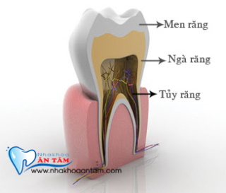 TÌM HIỂU VỀ MEN RĂNG